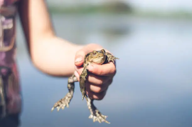 Photo of wild frog in human hand