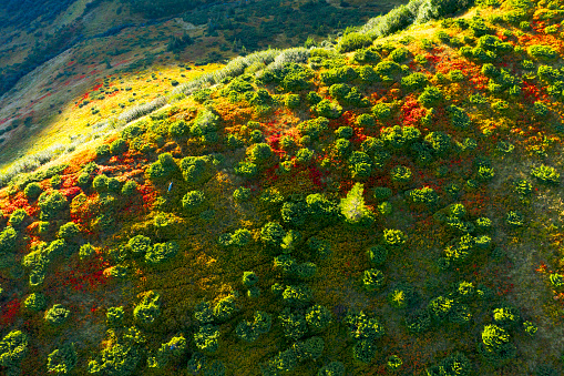 Aerial photo by drone copter Svidovets ridge mountains, lakes Vorozheska, Apshinets, Dogyaska and autumn panorama of green forests, red blueberries and lingonberries, roads and trails
