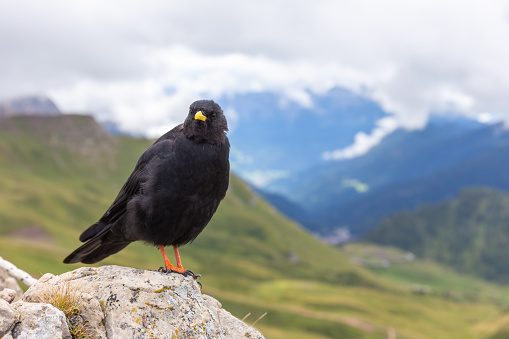 A black bird of the raven family perches on the top of a mountain