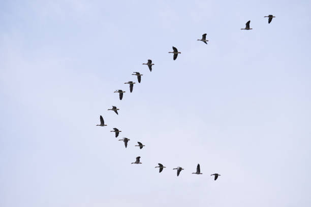 istock Flock of migrating greylag geese flying 1341927297