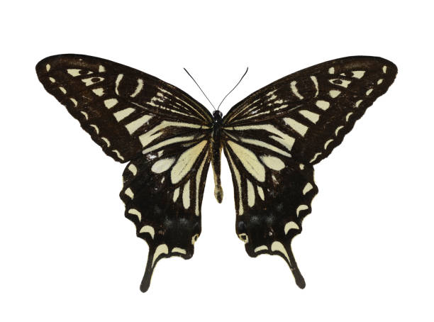 Butterfly Papilio Xuthus isolated on a white background.
