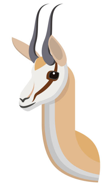 Springbok portrait made in unique simple cartoon style. Head of african gazelle or antelope. Isolated artistic stylized icon for your design Springbok portrait made in unique simple cartoon style. Head of african gazelle or antelope. Isolated artistic stylized icon or logo for your design. Vector illustration antelope head stock illustrations
