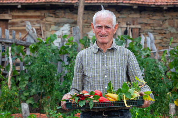 panier d’exploitation d’un agriculteur âgé avec des légumes fraîchement cueillis - market raw potato fruit basket photos et images de collection