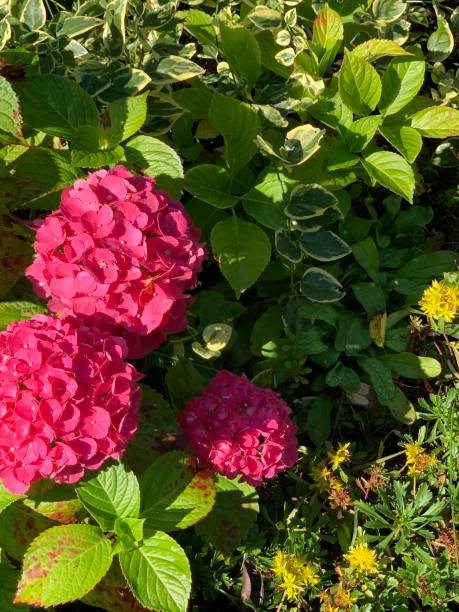 istock Hortensien Sky Nature Pink Garden 1341931412