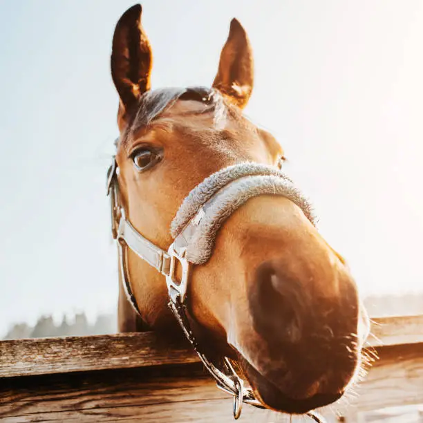 Close up of clever sad eyes of a horse - pet helper