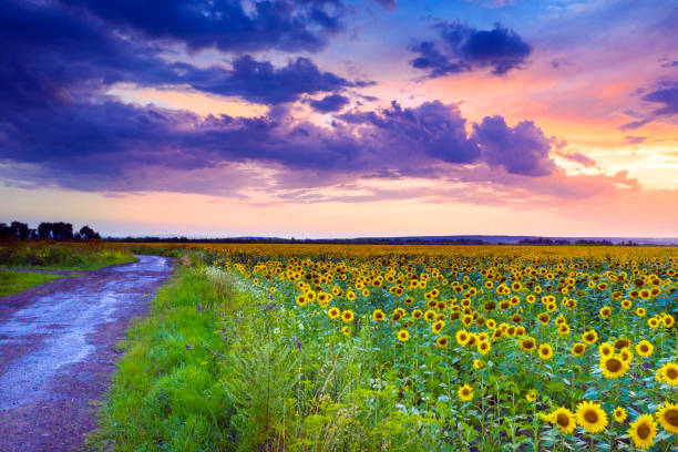istock Sunflower field and stormy sky 1341931539