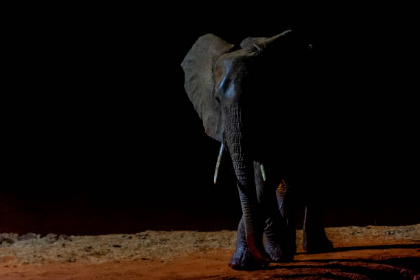 istock Elephants of Tsavo 1341931946