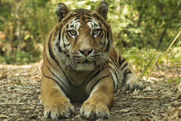 Asian tiger sitting stock photo