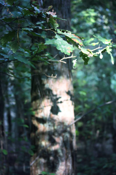Sunlight through the leaves on a forest path during a summer evening in the Veluwe nature reserve in Gelderland, The Netherlands.
