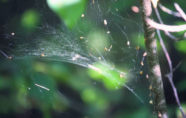 istock Tree branches with spider web in sunlight in summer forest. Light and shadows. Summer nature details. 1341933030