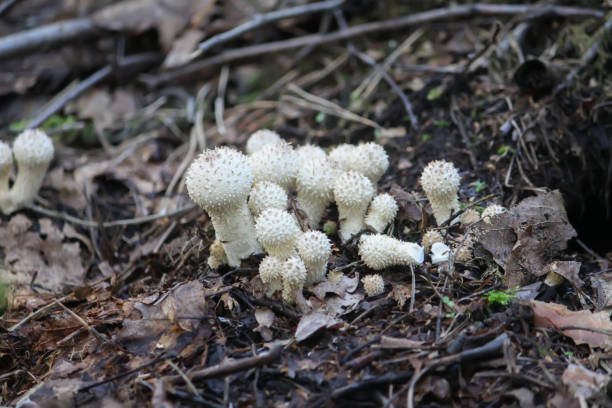 istock Mushrooms growing in wild forest. Lycoperdon edible mushroom 1341933071