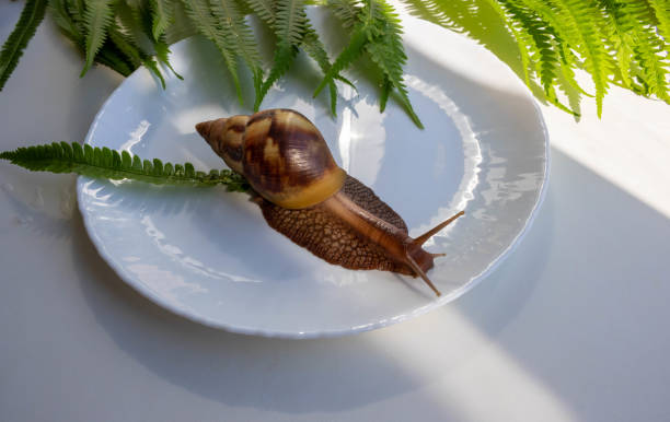 um grande caracol de akhatina rasteja em um prato - snail environmental conservation garden snail mollusk - fotografias e filmes do acervo