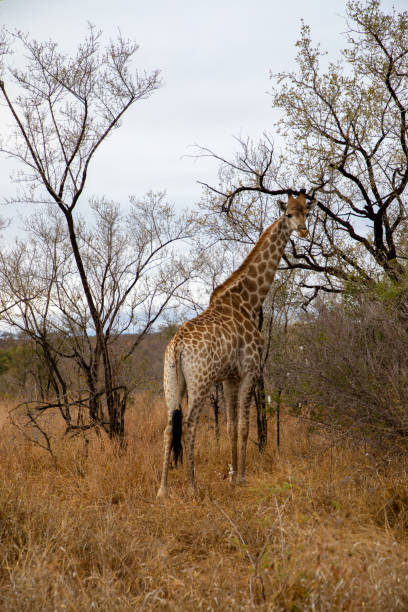 istock Giraffe walking in the savannah 1341935519