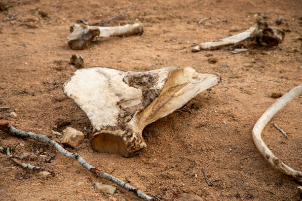 istock Large animal bones scattered in the African bush. 1341936644