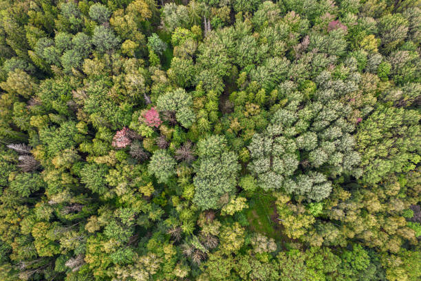 istock Full frame shot of green yellow red autumn forest 1341936732