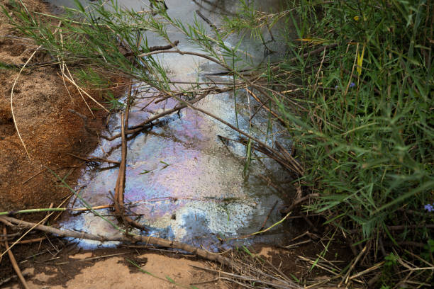 Dirty polluted water with reeds surrounding it.