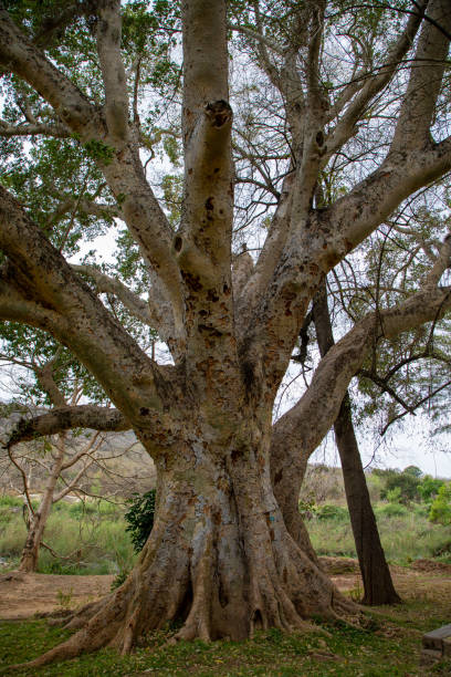 istock A very large Sycomore fig tree in South Africa 1341936805