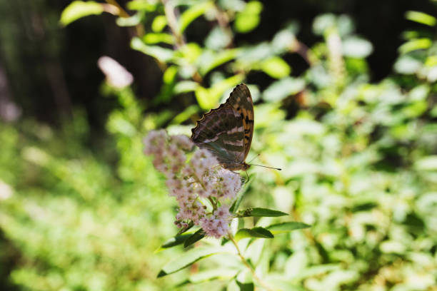 istock A butterfly on a flower branch in summer 1341937003