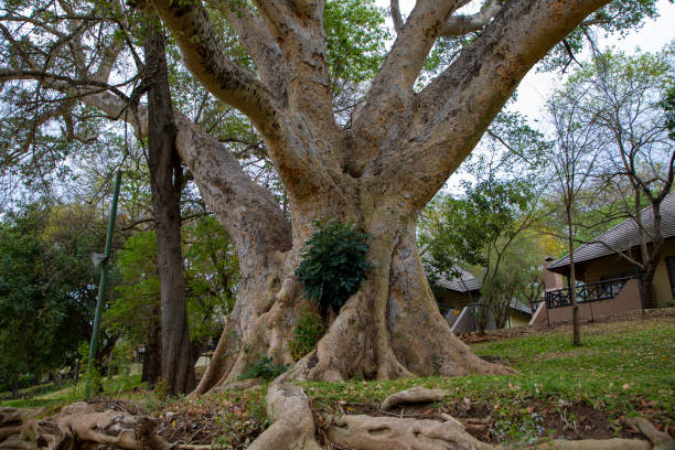 istock A  large Sycomore fig tree in South Africa 1341937083