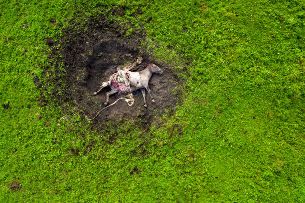caballo blanco muerto muerto y comido por halcones depredadores - animal skull animal bone anatomy animal fotografías e imágenes de stock
