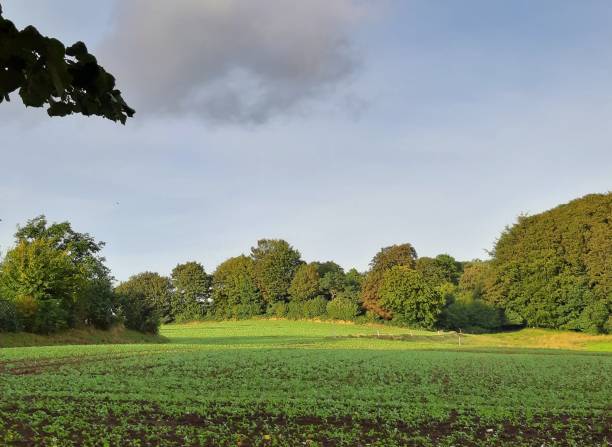 istock Trees in the field in Schleswig-Holstein 1341940800