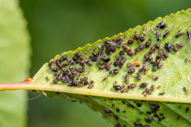 istock Close-up of aphids on a green leaf. 1341940899