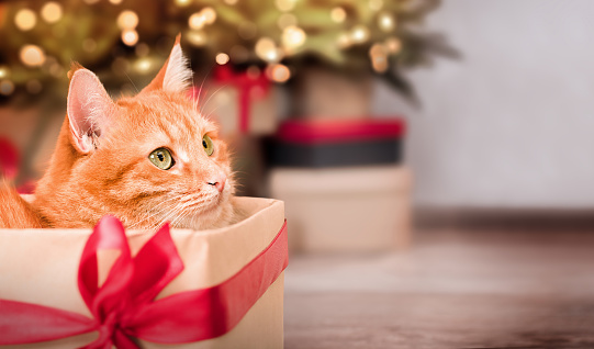 ginger cat in a gift box on the background of a christmas tree with copy space