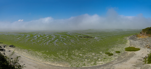 view on the green algae of the nature reserve of the bay of saint brieuc