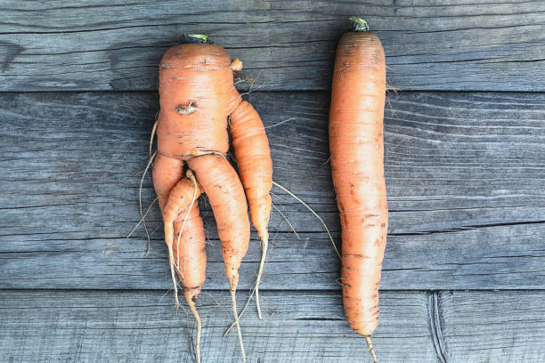istock Ugly forked deformed carrot vs regular straight one on wooden background 1341943542