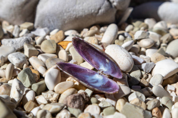 istock Bivalve purple sea shell close-up on pebble beach 1341943792
