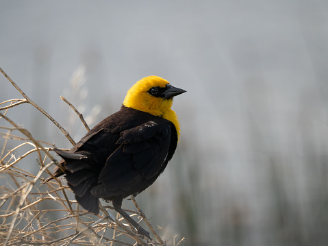 A Yellow-Headed Blackbird or Xanthocephalus perched on a twig in Benton Lake National Wildlife Refuge in Montana. Bird is photographed in profile and image has copy space.