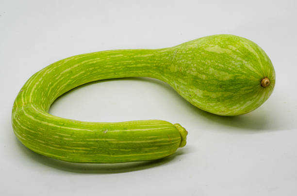 Characteristic pumpkin with curviform trumpet shape