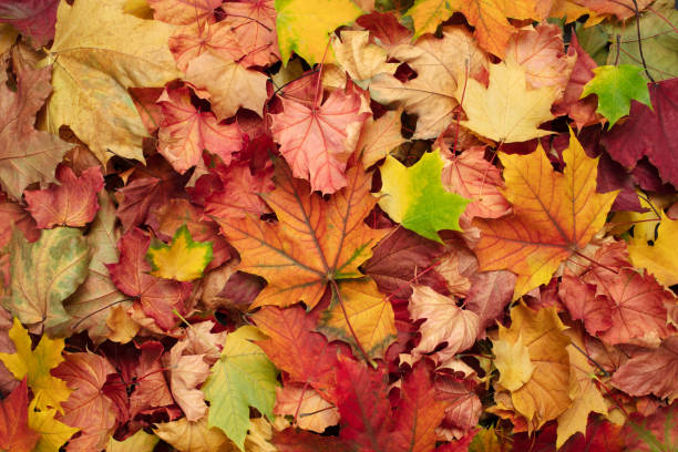istock Atumn season leaves texture background 1341948695