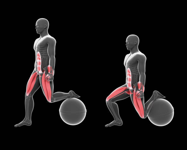 istock 3D Illustration Of Bulgarian Squat Fitball 1341948705