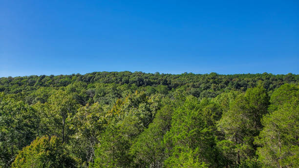 istock Treetop Canopy from Hilltop View 1341951000