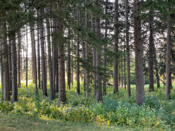 istock Forest Trees in Arboretum 1341951001