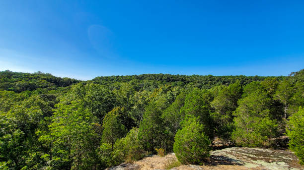 istock Treetop Canopy from Hilltop View 1341951005