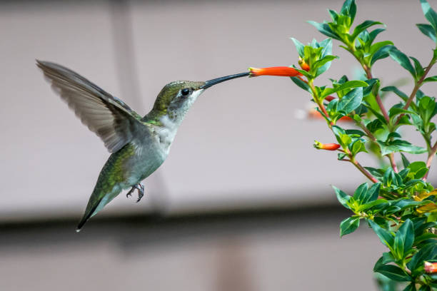 istock Hummingbird feeding from orange flower 1341951169