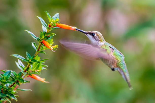 istock Hummingbird feeding from orange flower 1341951187