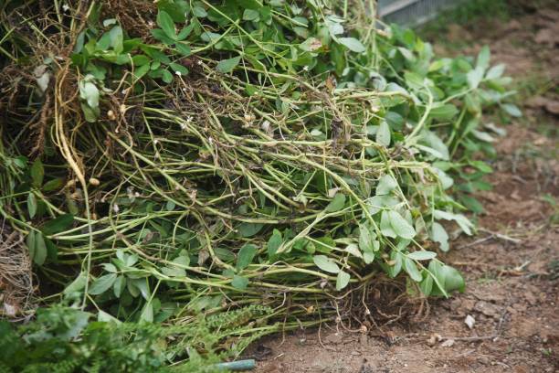 istock Peanut cultivation. Peanuts can be planted around May or June and harvested around October. 1341954241
