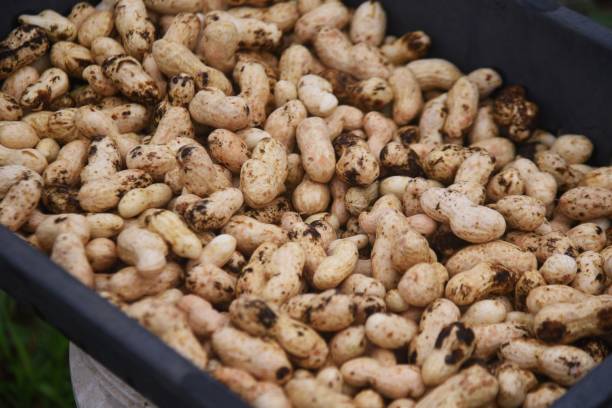 Peanut cultivation. Peanuts can be planted around May or June and harvested around October. stock photo