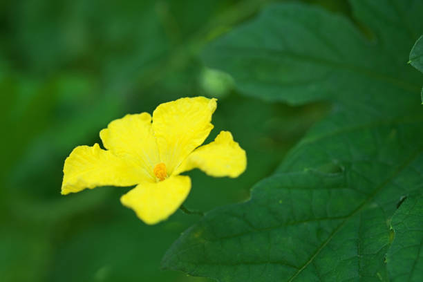 Flower of the bitter gourd\nBitter Gourd Flower