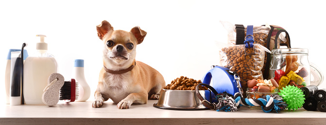 Alimentos y accesorios para el perro y chihuahua en mesa photo