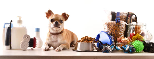 Food and accessories for the dog and chihuahua on table Food and accessories for walk, play and body care for the dog and chihuahua on wooden table white isolated background. Front view. Horizontal composition. pet equipment stock pictures, royalty-free photos & images