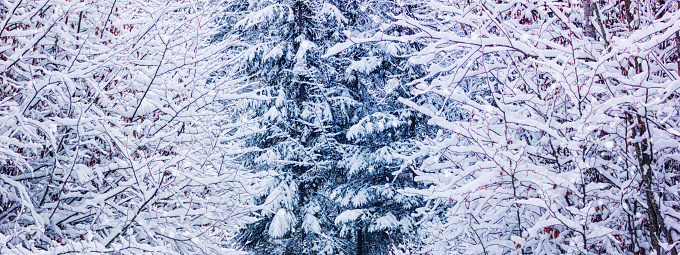 Winter landscape, banner - view of the snowy winter forest in the Carpathian mountains after snowfall