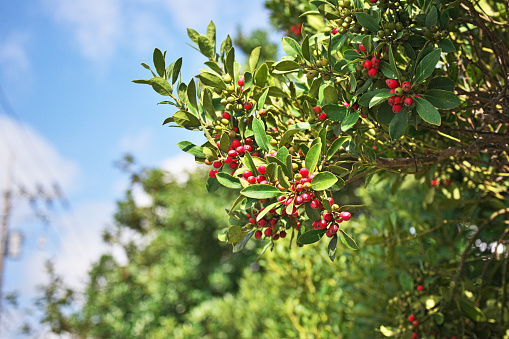 Ilex integra
Ilex