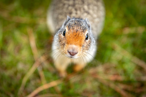 Squirrel with no fear came close to me so i took the picture.