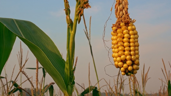 An ear of yellow corn on a green stalk is ready for harvest. Corn field in the countryside. Corn seeds.