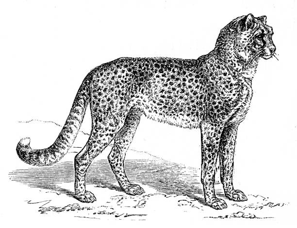 Leopard engraving 1899 Naturgeschichte for Die Jungen - Fried Berge, 1899 black and white cheetah print stock illustrations