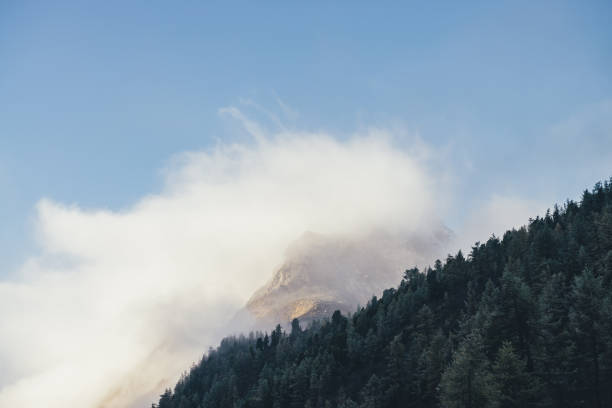 Photo of Beautiful mountain landscape with pinnacle with snow in golden sunshine in dense low clouds and coniferous forest silhouette on mountainside. Wonderful scenery with snowy mountain inside thick clouds.